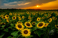 20210806 Sunflowers